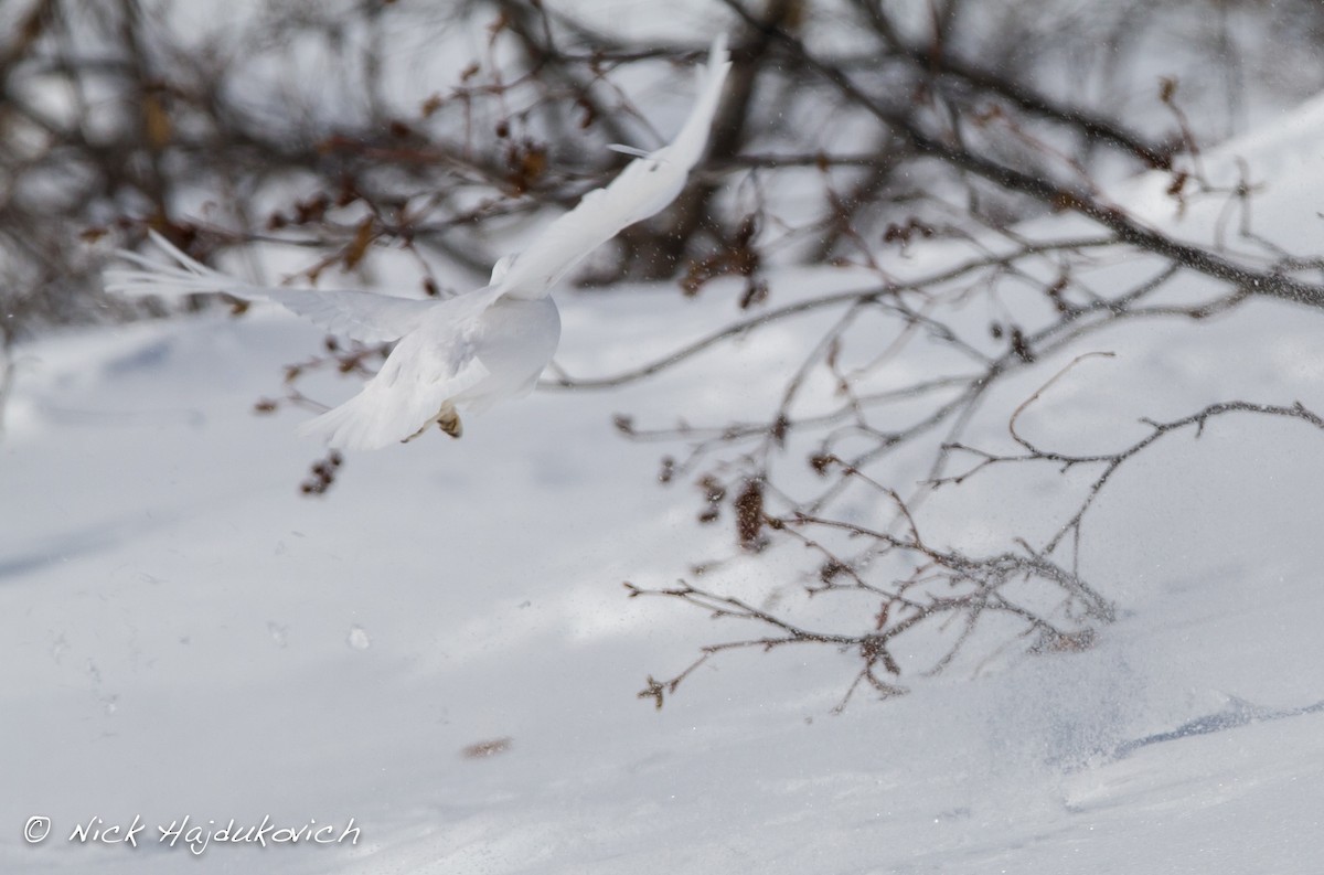 Weißschwanz-Schneehuhn - ML151495671