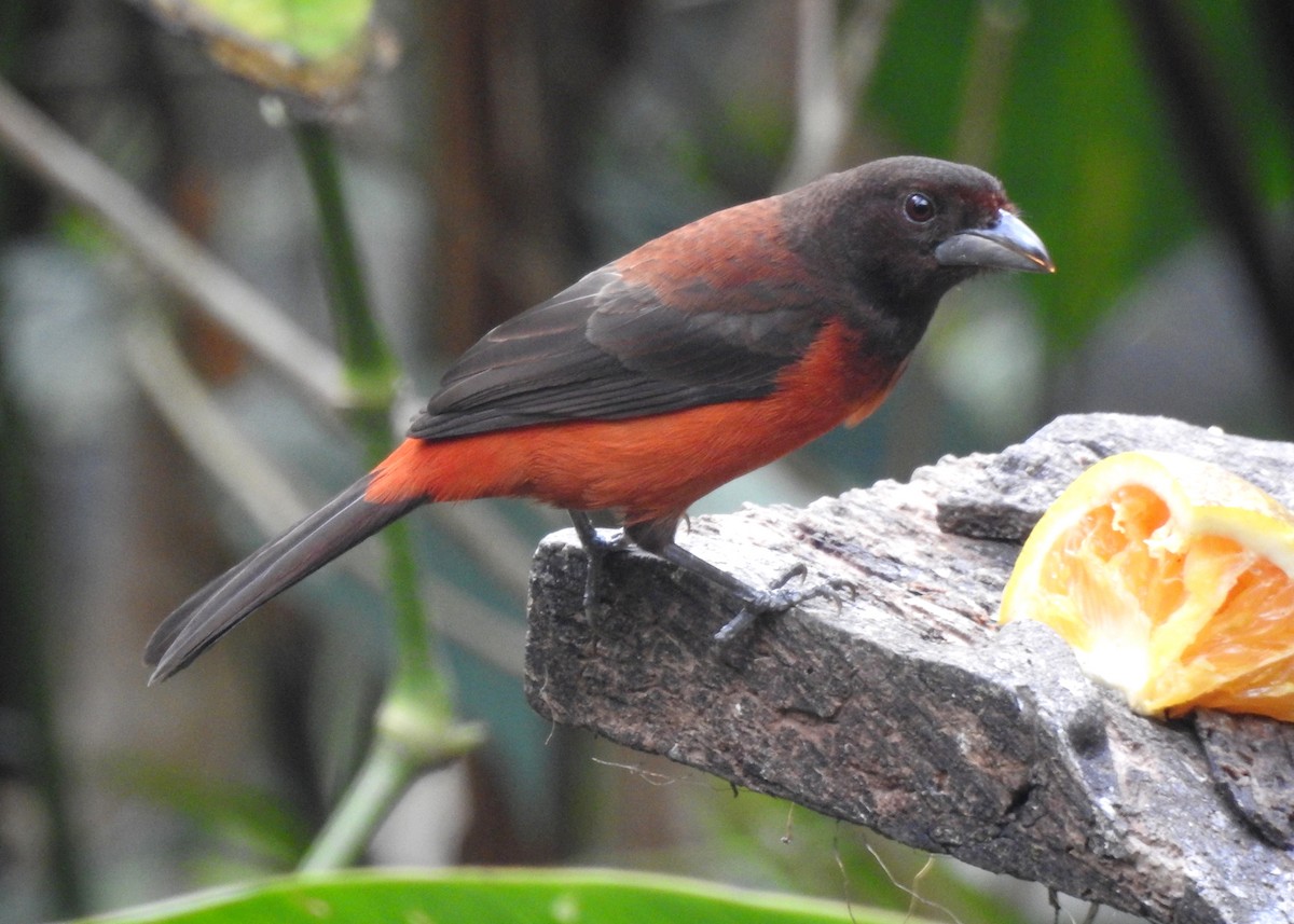 Crimson-backed Tanager - ML151497051