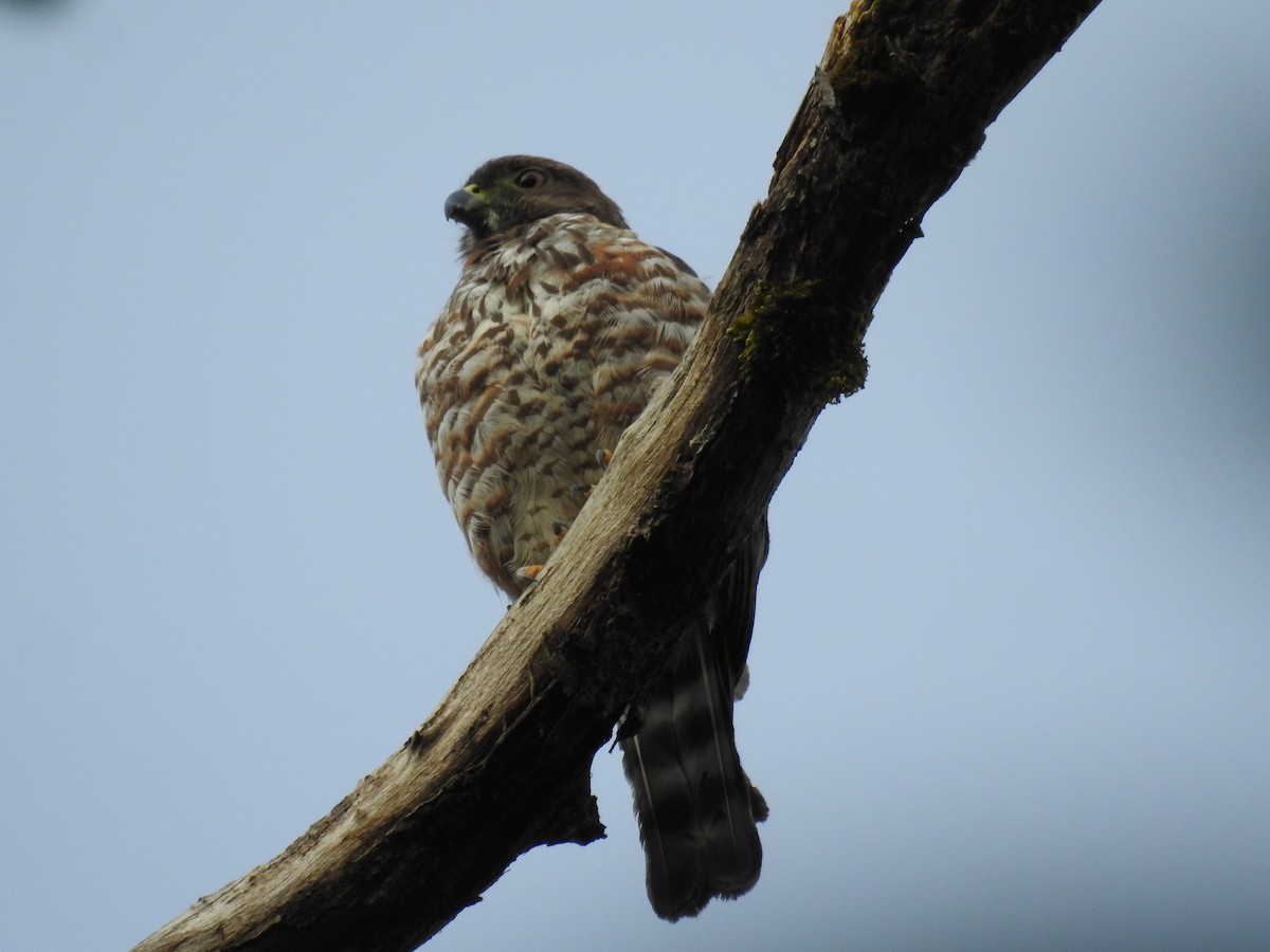 Double-toothed Kite - M. A. Noack