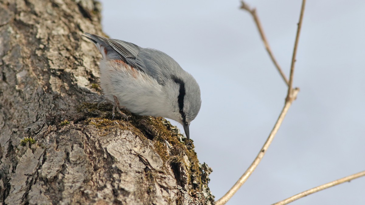 Eurasian Nuthatch - ML151498231