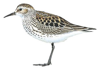 White-rumped Sandpiper