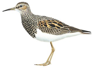 calidris melanotos Pectoral Sandpiper (Calidris melanotos) by J Fenton main image 1