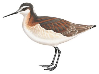 Wilson's Phalarope