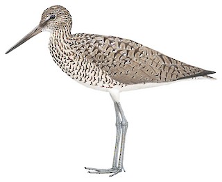 Willet