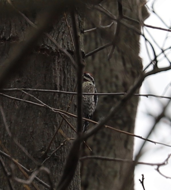 Yellow-bellied Sapsucker - ML151500591