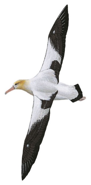 Short-tailed Albatross - Phoebastria albatrus - Birds of the World