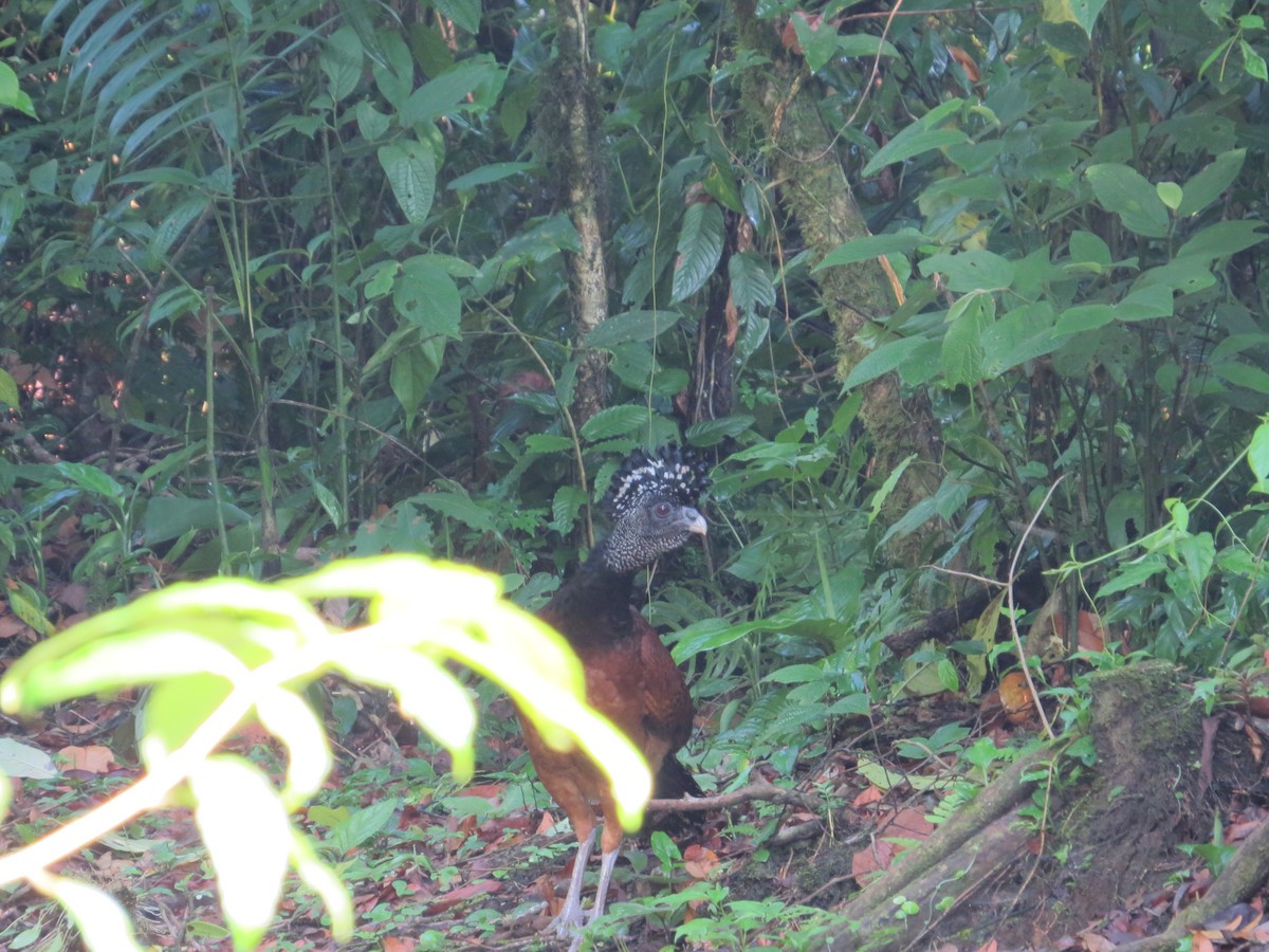 Great Curassow - ML151501761