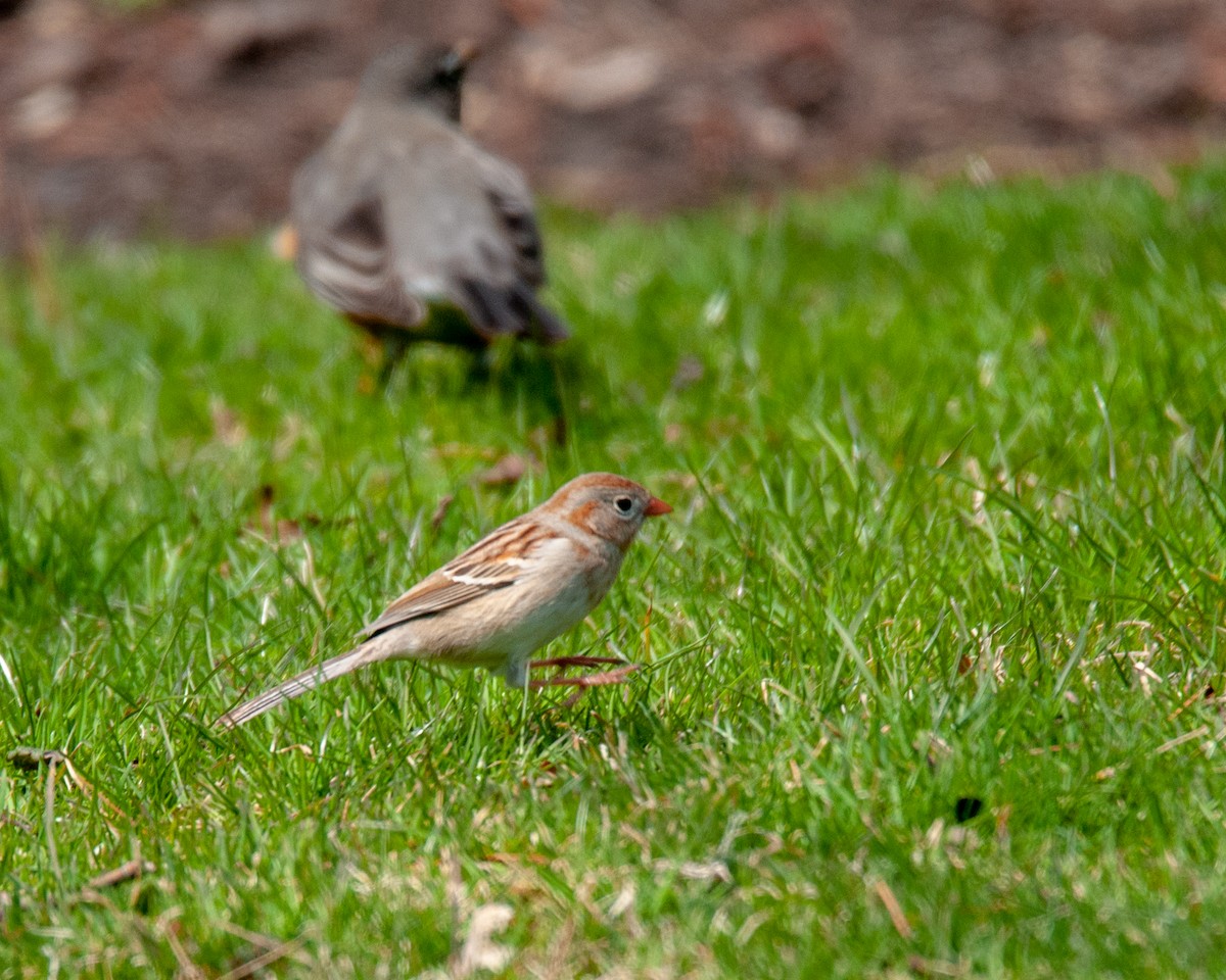Field Sparrow - ML151504091