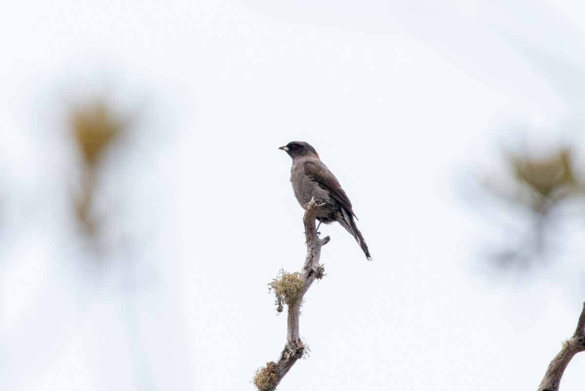 Red-crested Cotinga - Louis Bevier
