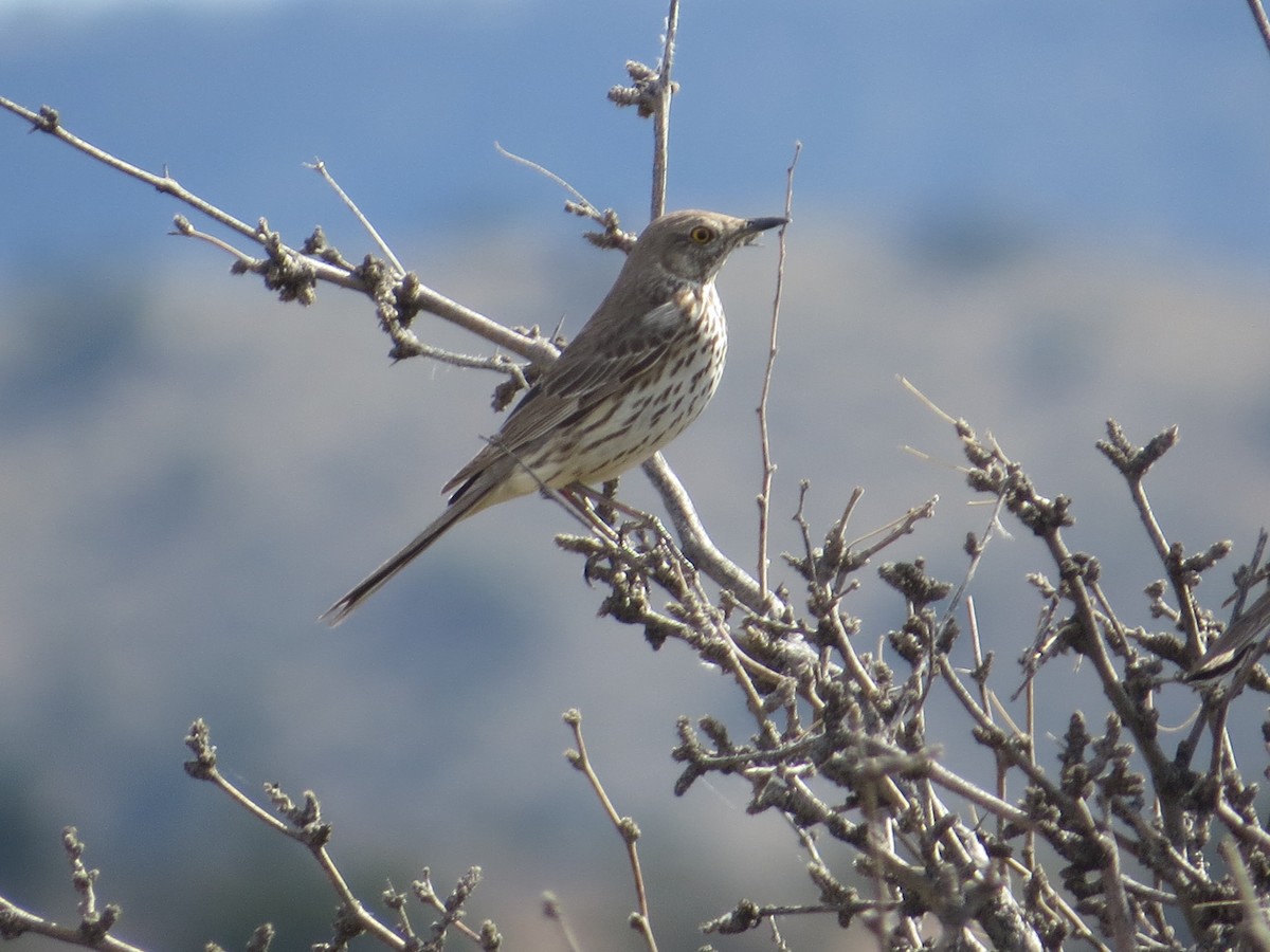 Sage Thrasher - ML151504451