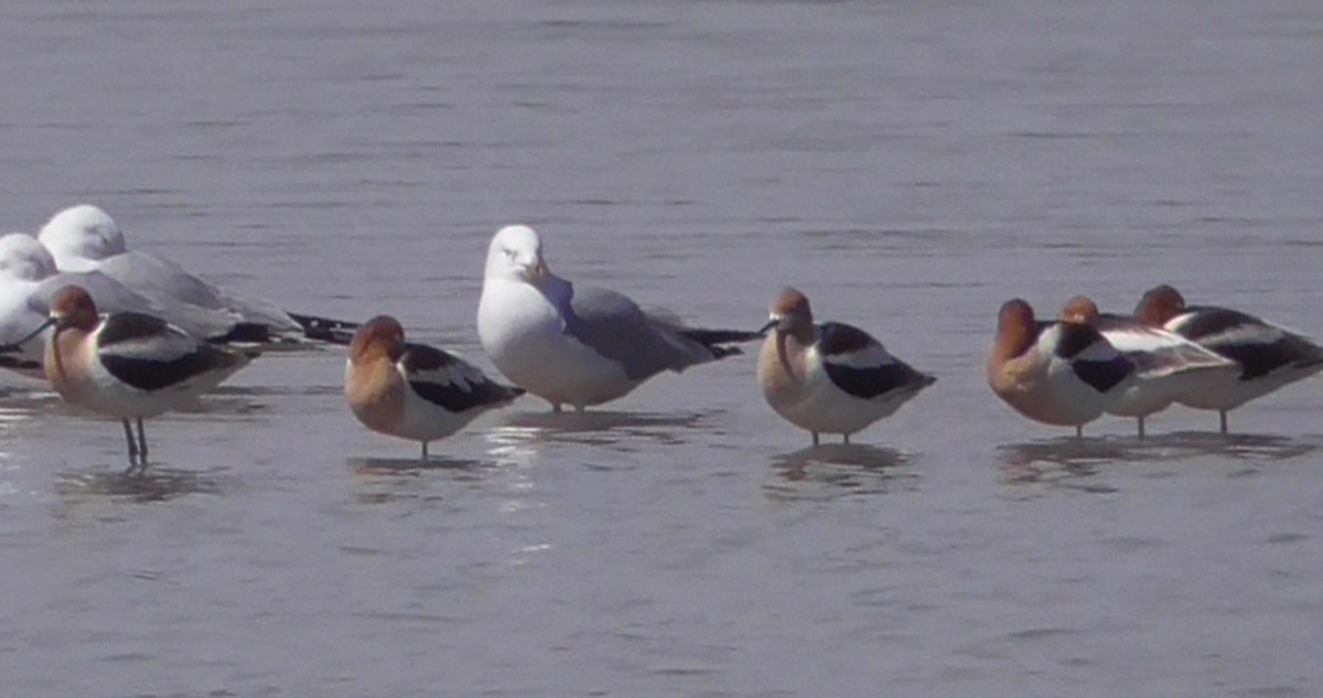 Avocette d'Amérique - ML151505351