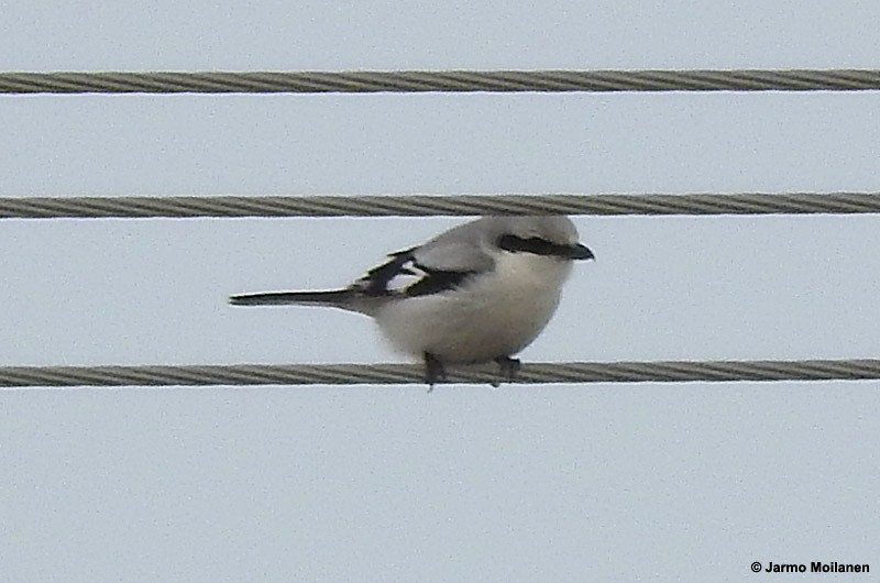 Great Gray Shrike - ML151506091