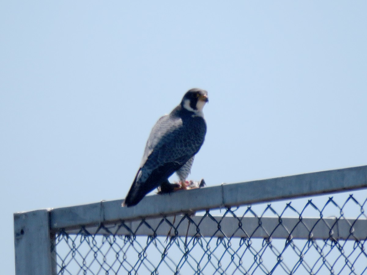 Peregrine Falcon - ML151506231