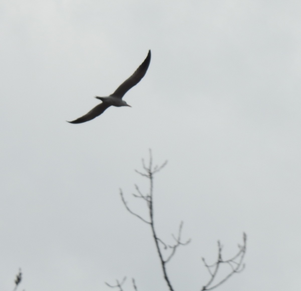 Caspian Tern - ML151506601