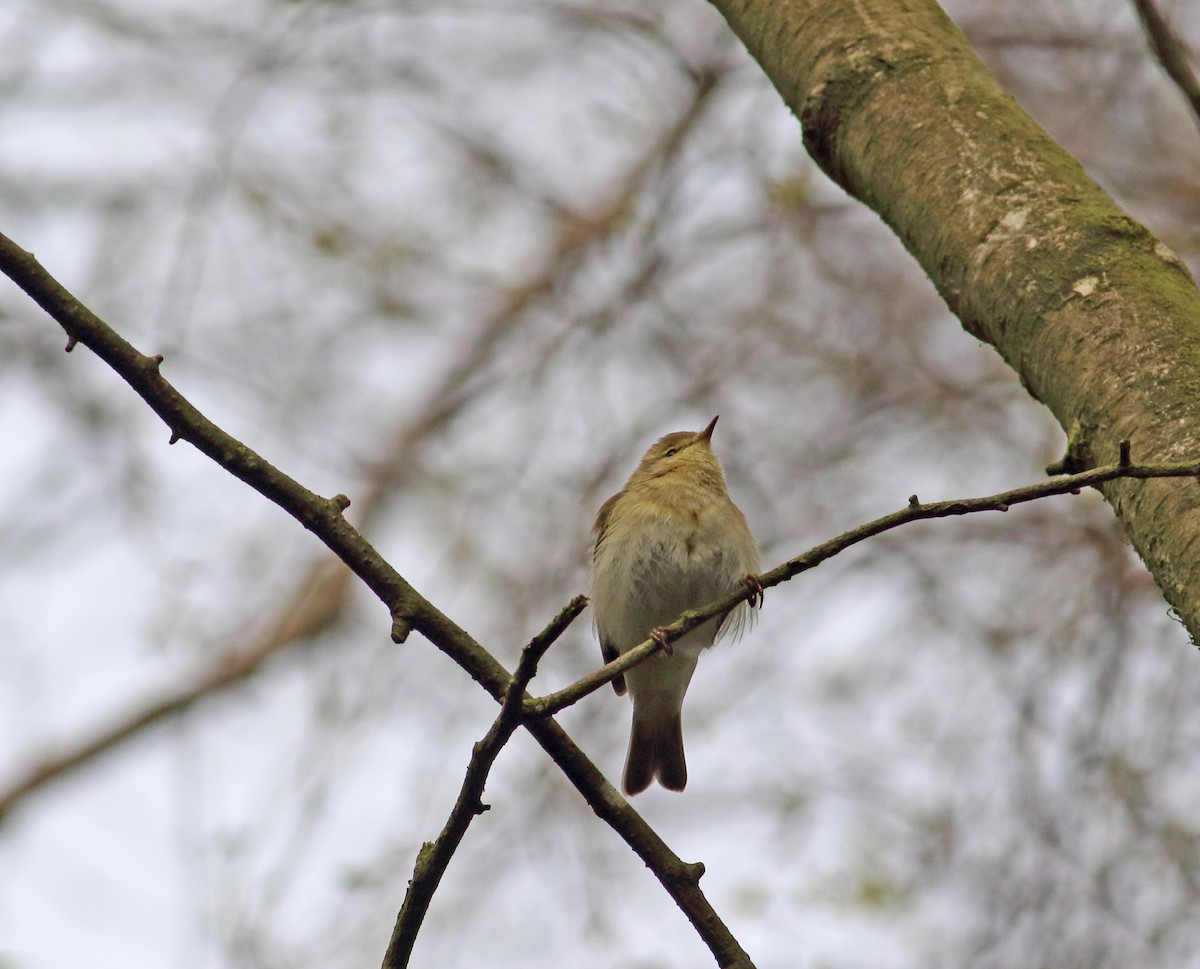 Iberian Chiffchaff - ML151506621