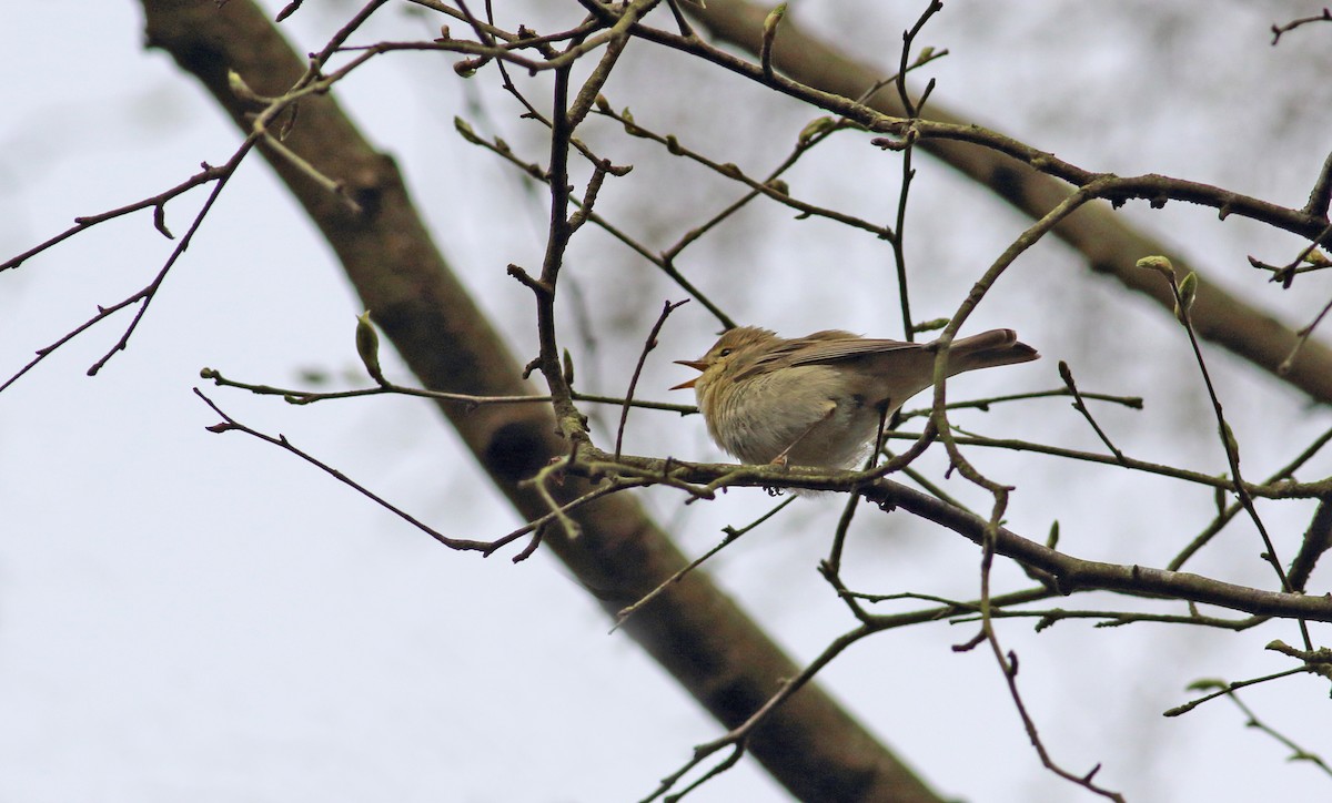 Iberian Chiffchaff - ML151506691