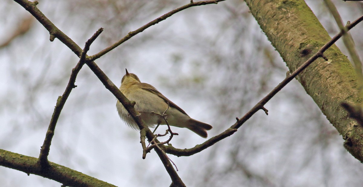 Iberian Chiffchaff - ML151506701