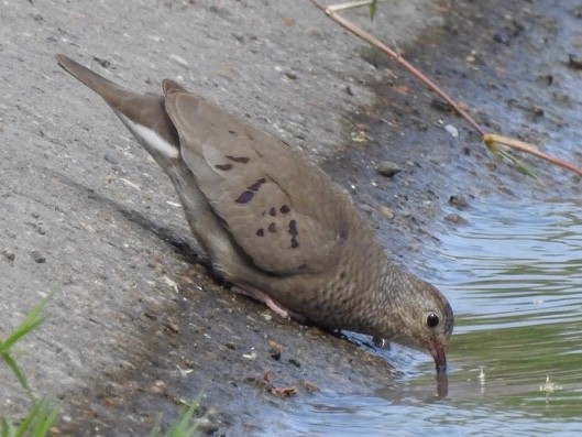 Common Ground Dove - ML151506741