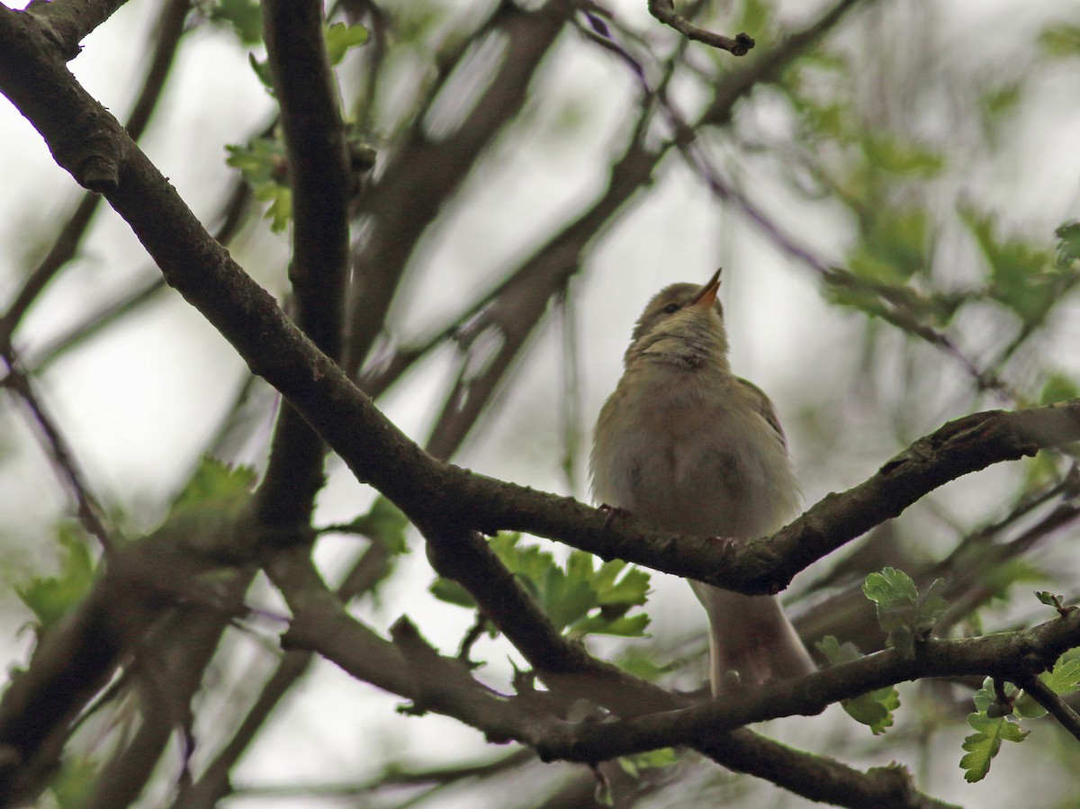 Iberian Chiffchaff - ML151506851