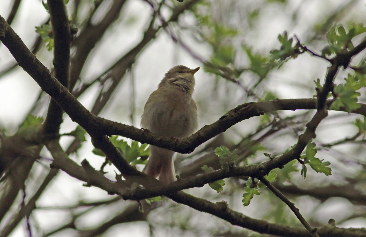 Iberian Chiffchaff - ML151506891