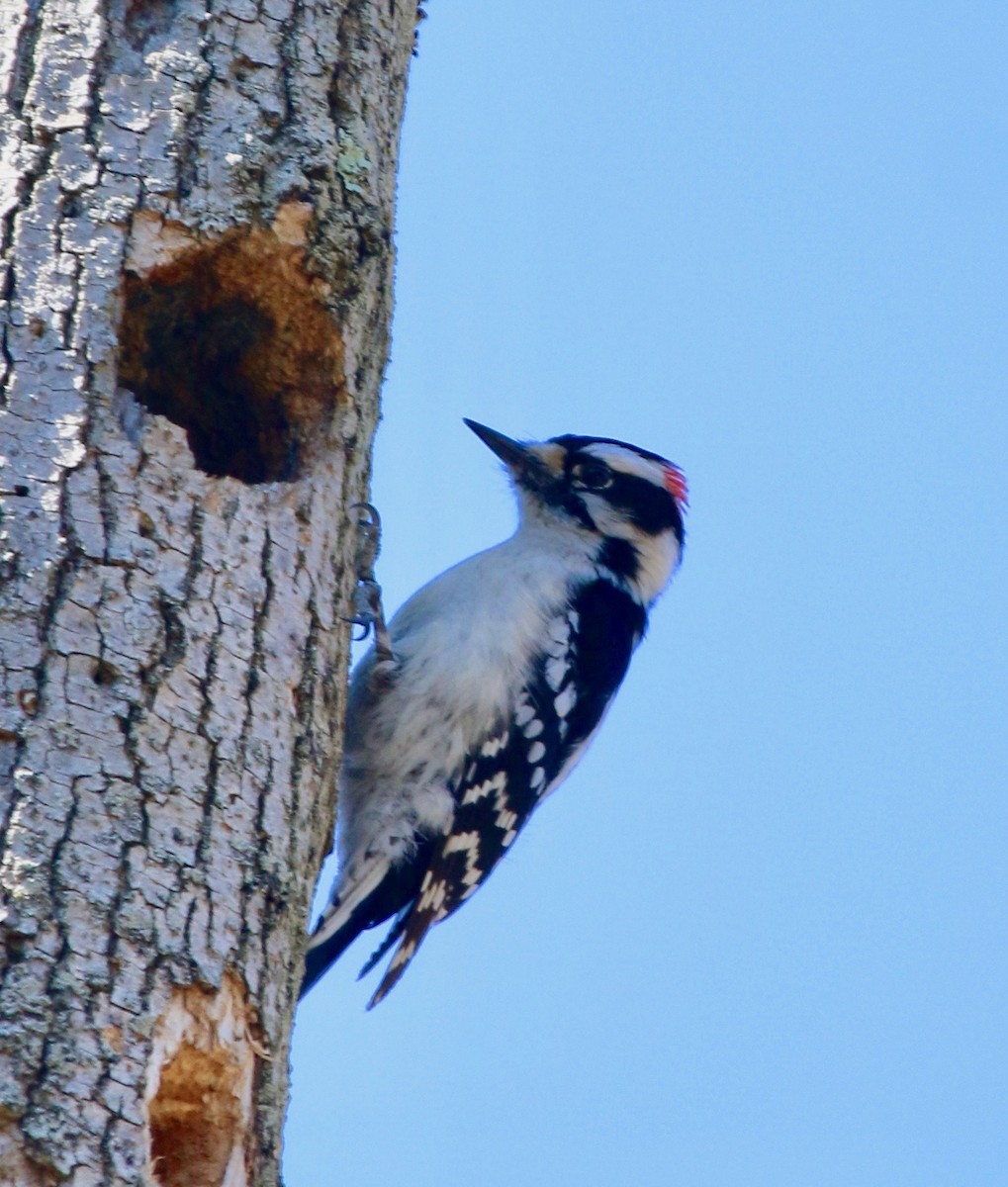 Hairy Woodpecker - Jeffrey Cohen