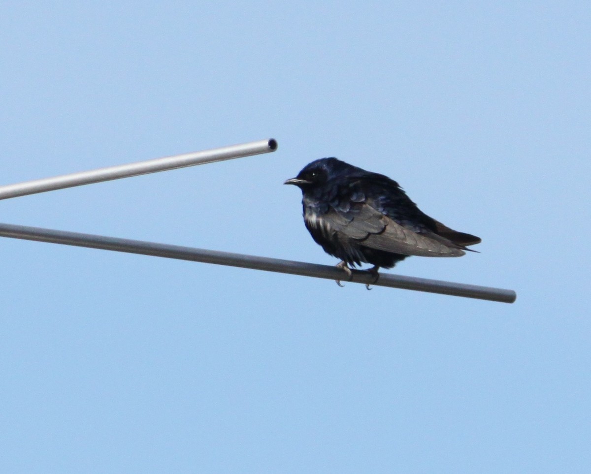 Purple Martin - ML151508621