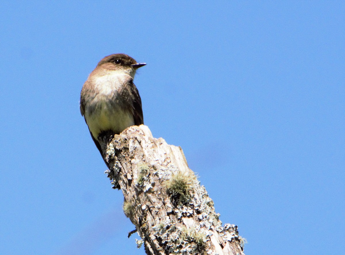 Eastern Phoebe - ML151509301