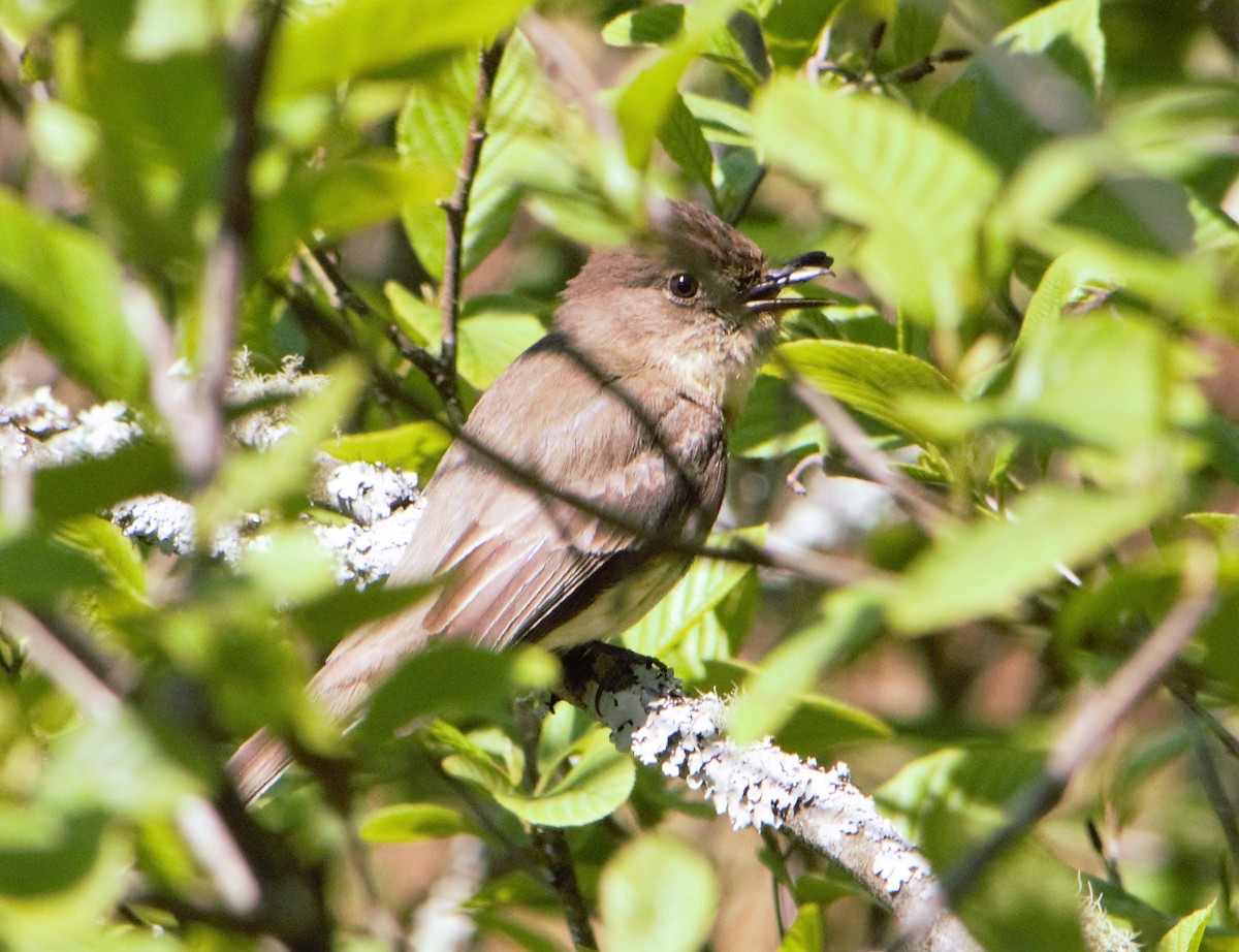 Eastern Phoebe - ML151509321