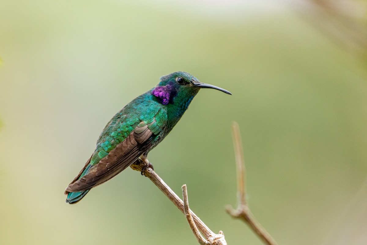 kolibřík modrouchý - ML151509831