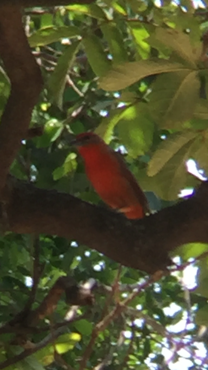 Hepatic Tanager - tereza muñoz