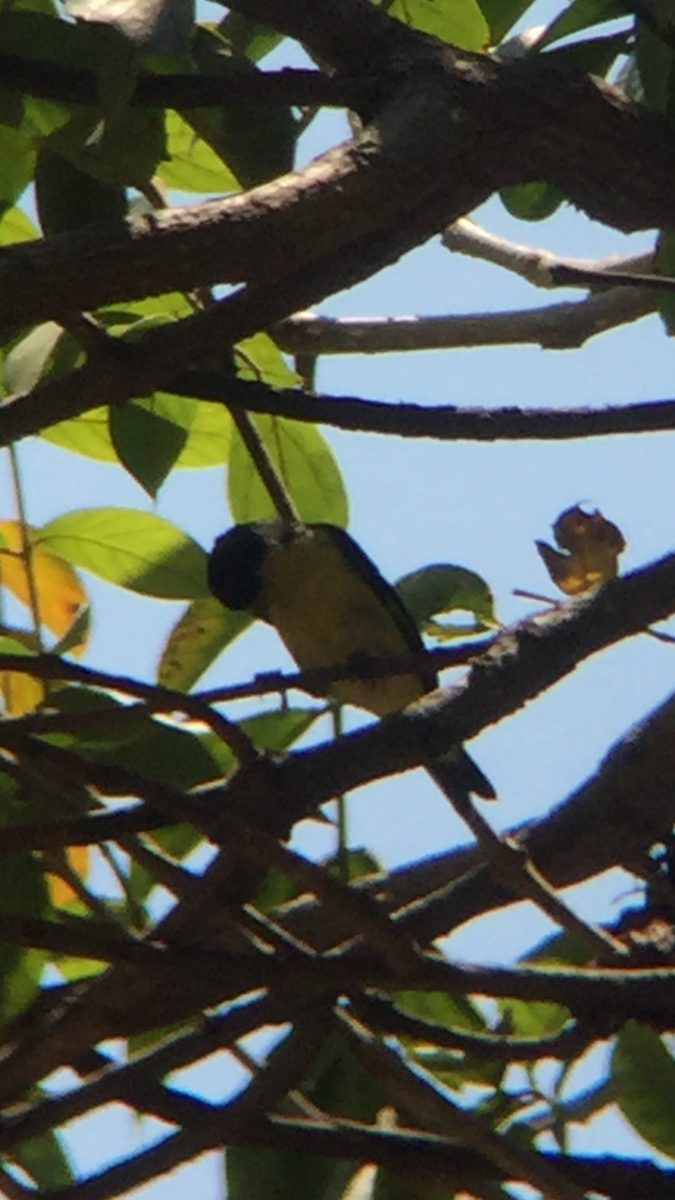 Lesser Goldfinch - tereza muñoz