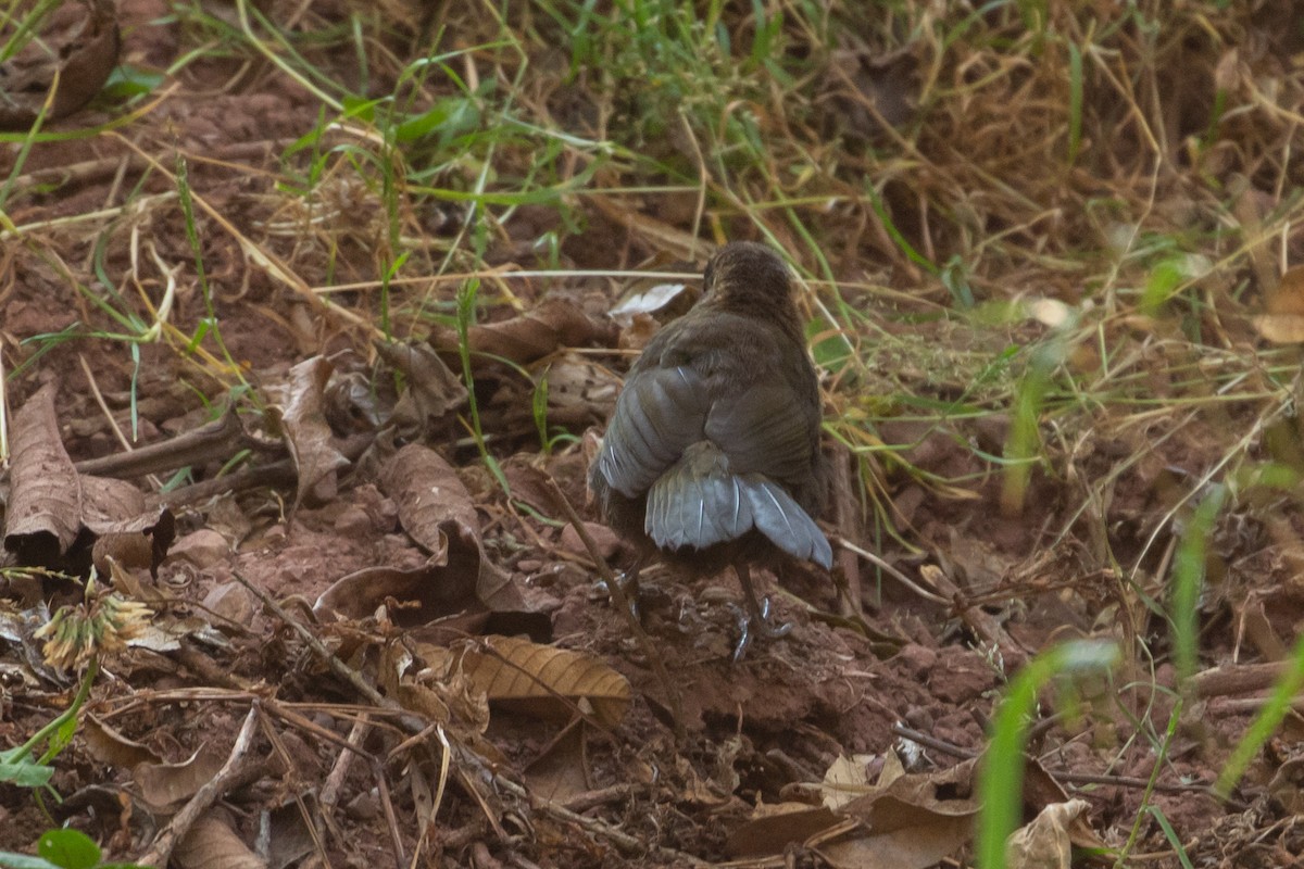 Chestnut-capped Brushfinch - ML151511071