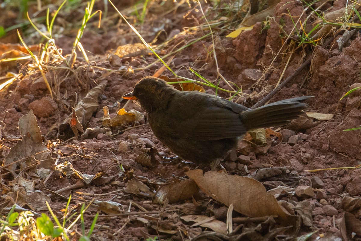 Chestnut-capped Brushfinch - Louis Bevier