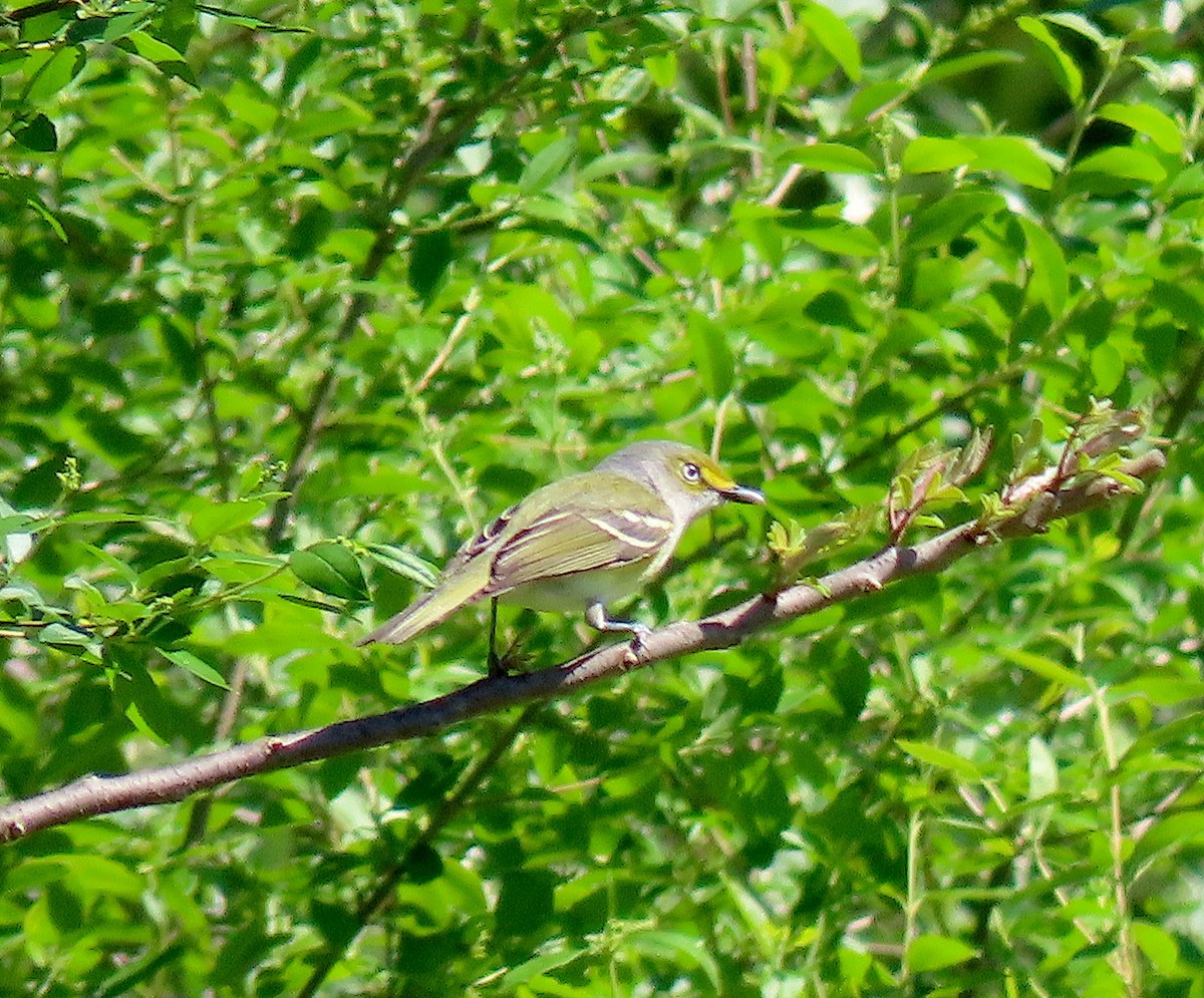 White-eyed Vireo - ML151515041