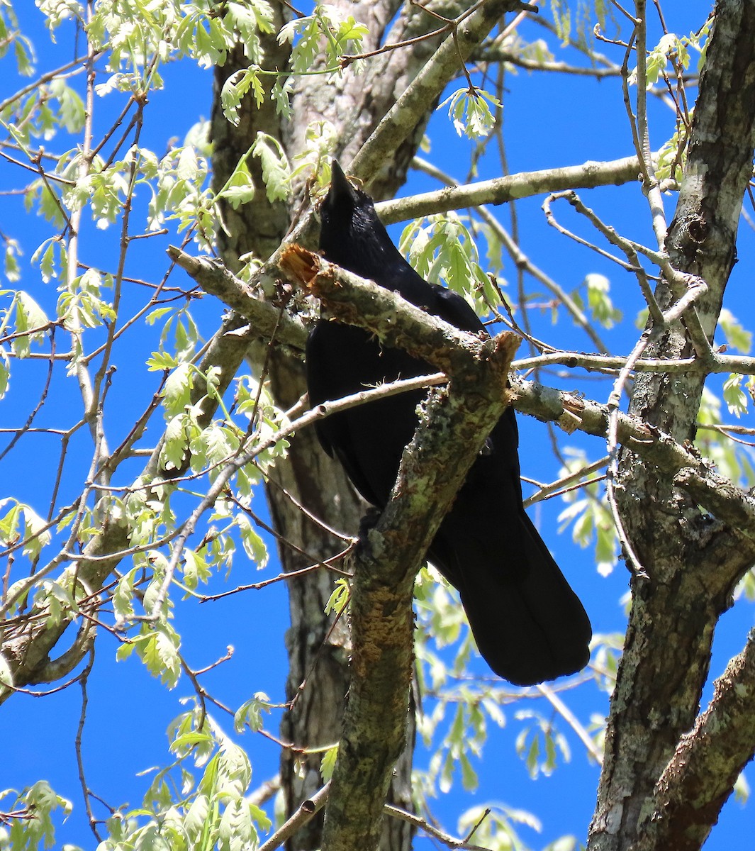 Fish Crow - ML151515081