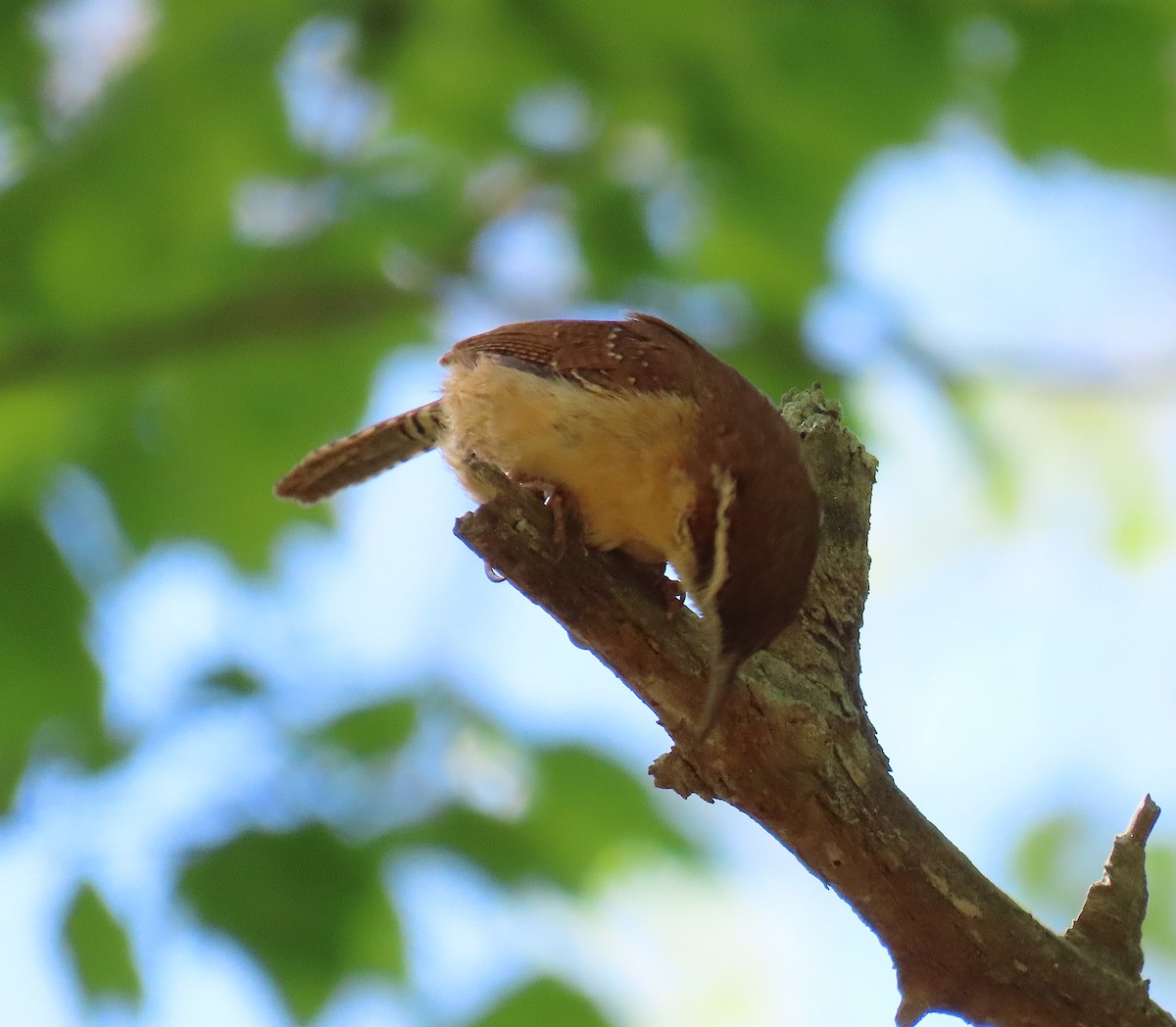 Carolina Wren - ML151515181