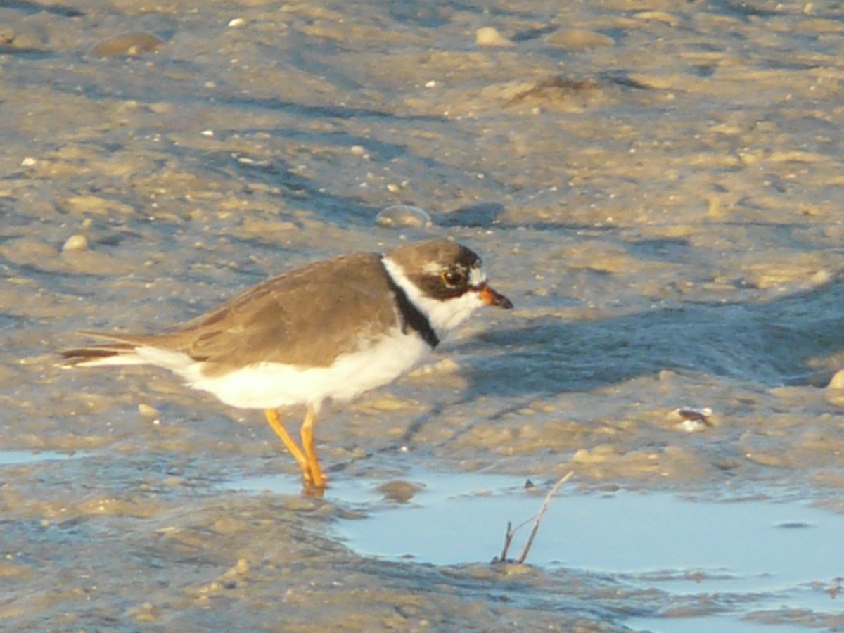 Semipalmated Plover - Da Lo