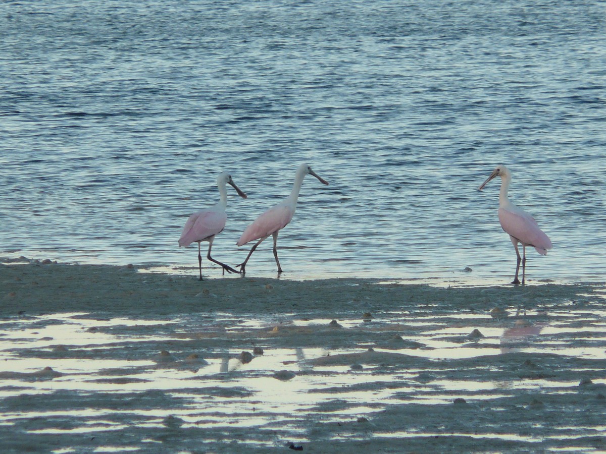 Roseate Spoonbill - Da Lo