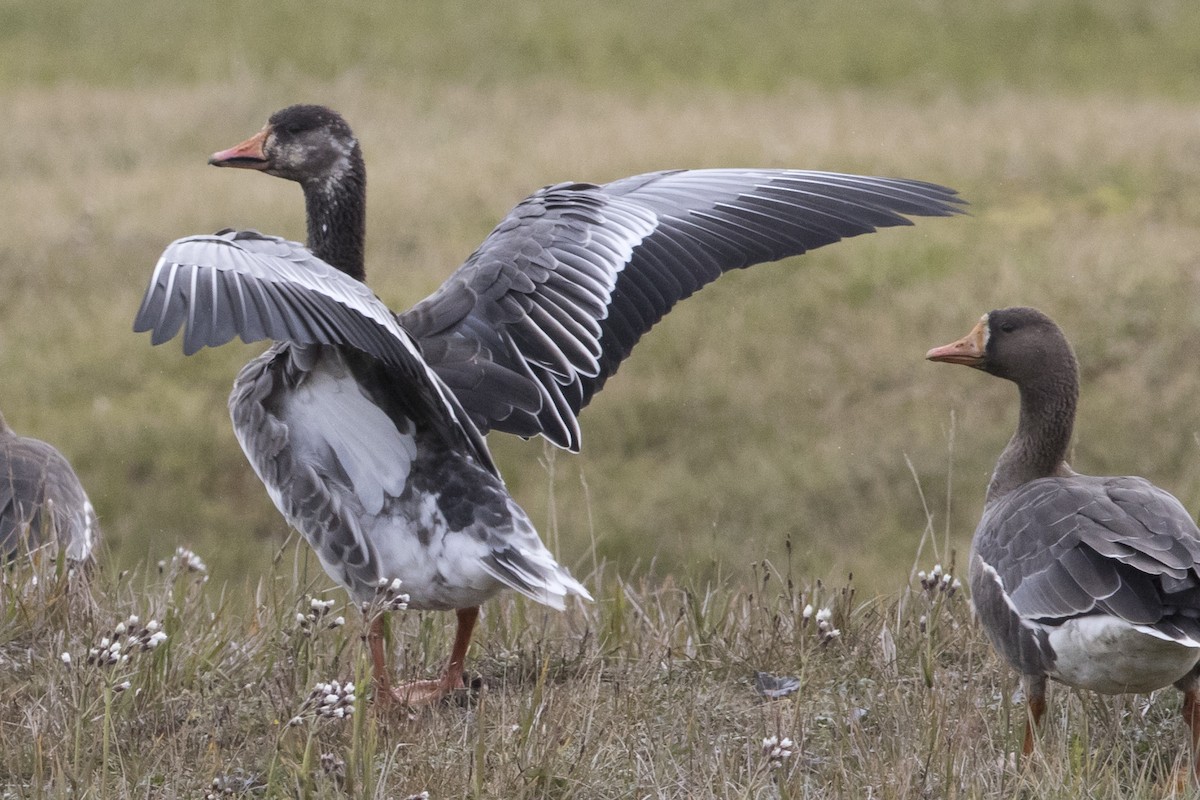 Snow x Greater White-fronted Goose (hybrid) - Nick Hajdukovich