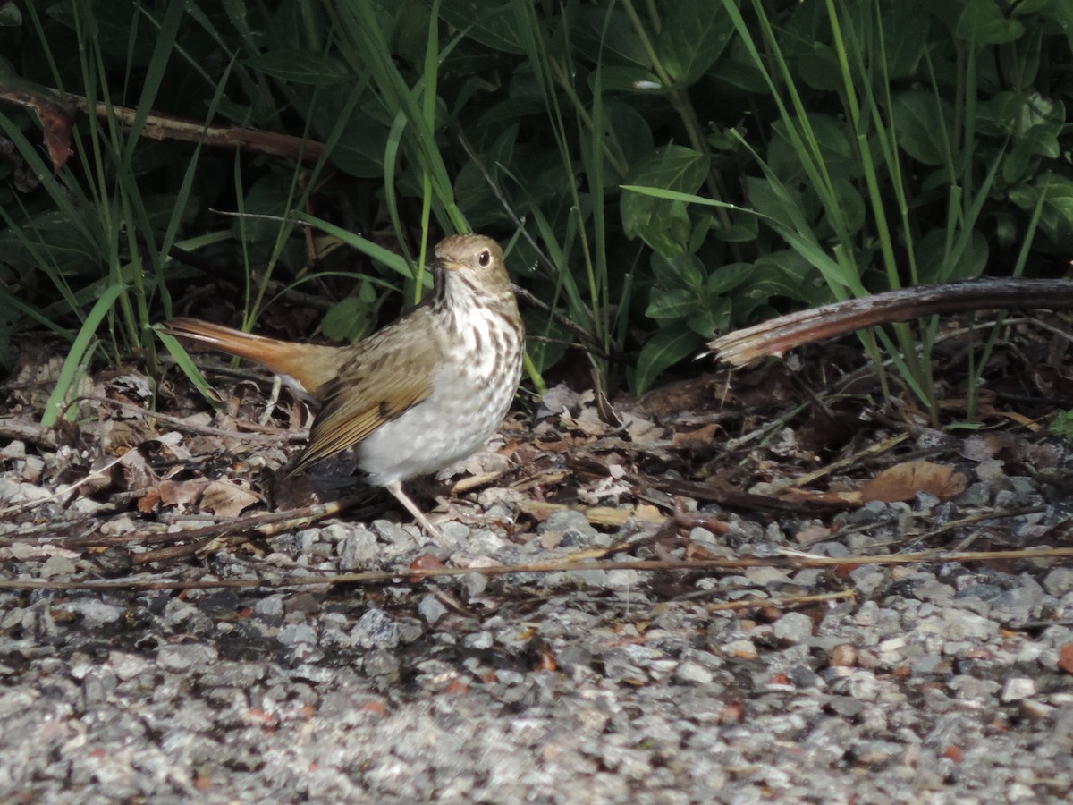 Hermit Thrush - ML151520511