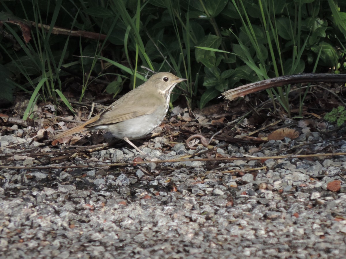 Hermit Thrush - ML151520531