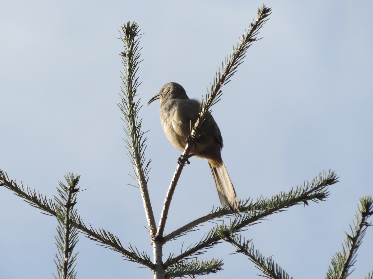 California Thrasher - ML151520861