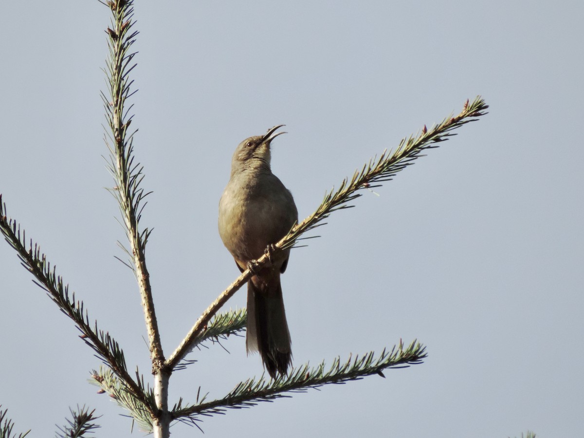 California Thrasher - ML151520881