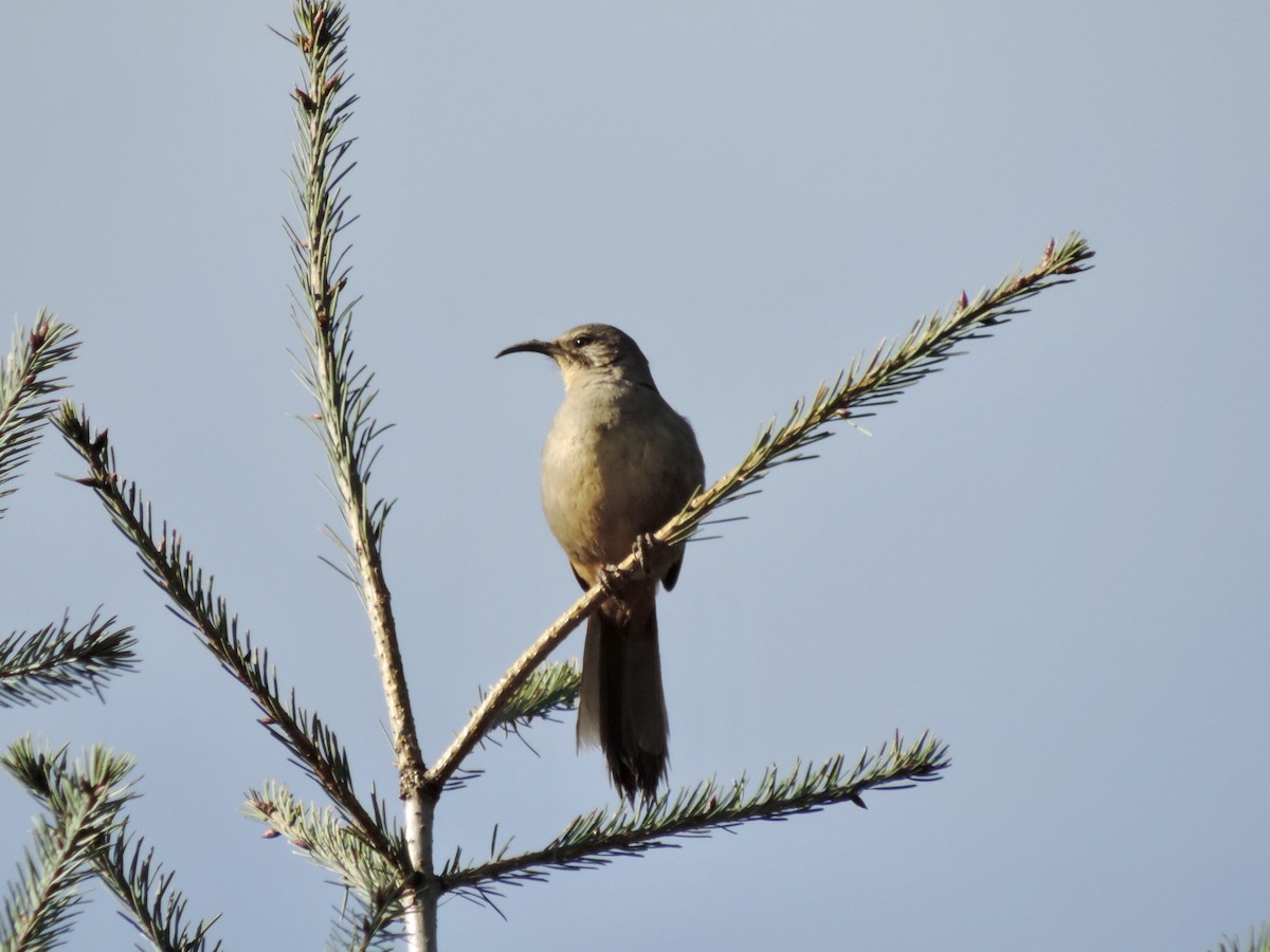 California Thrasher - ML151520931