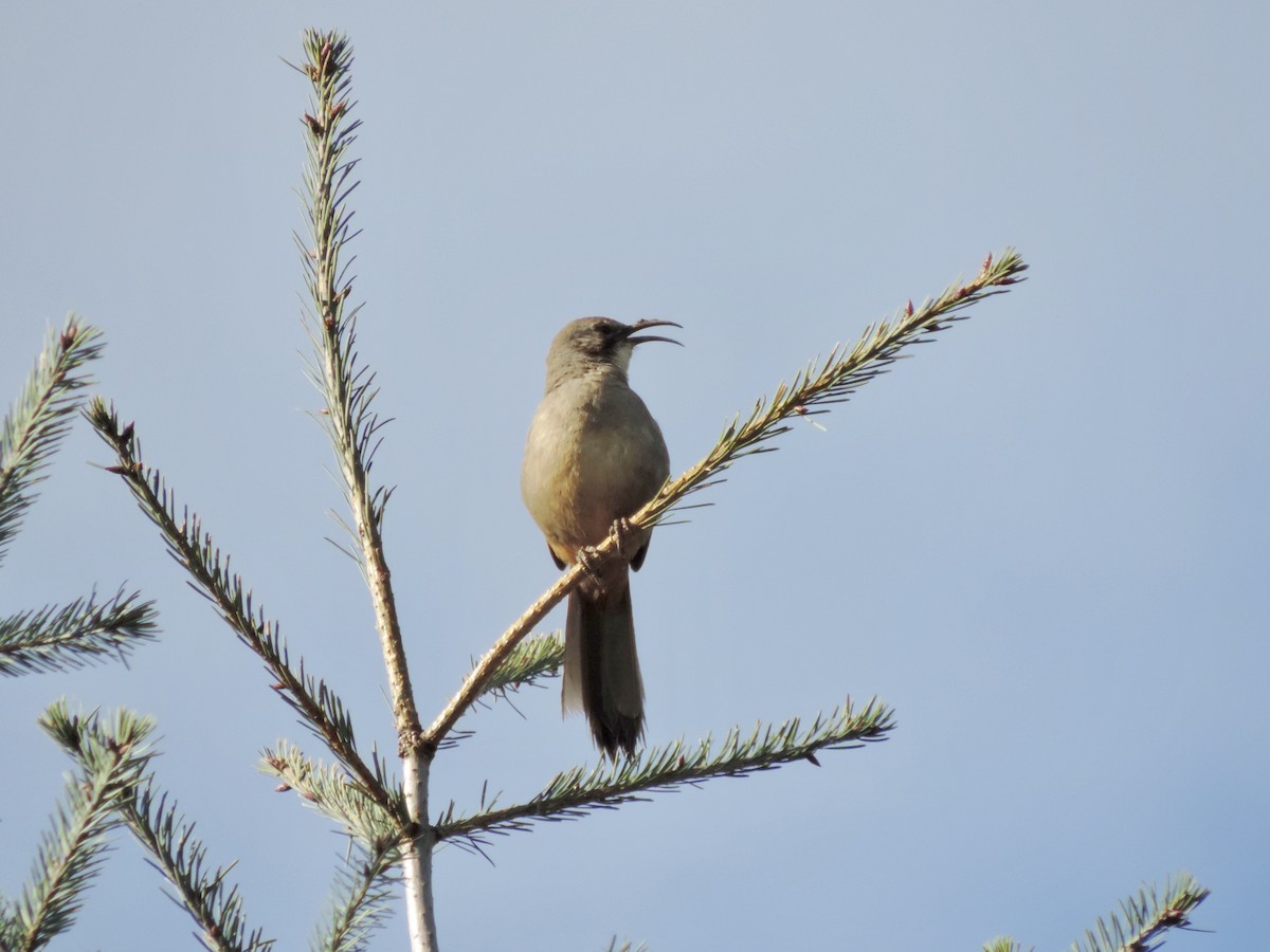 California Thrasher - ML151520941