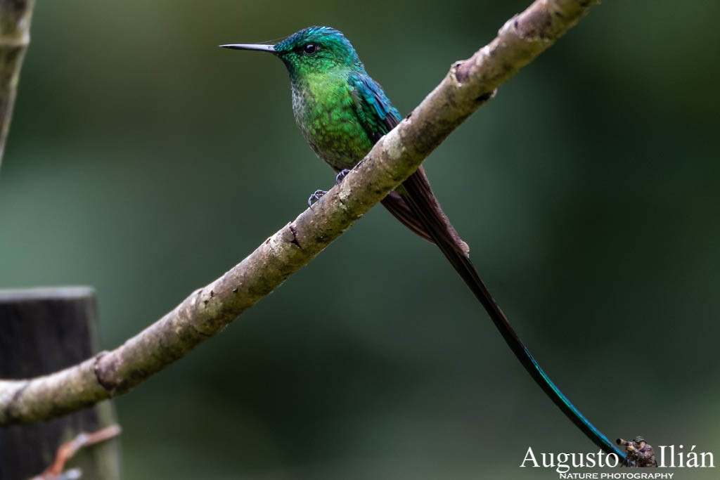 Long-tailed Sylph - Augusto Ilian