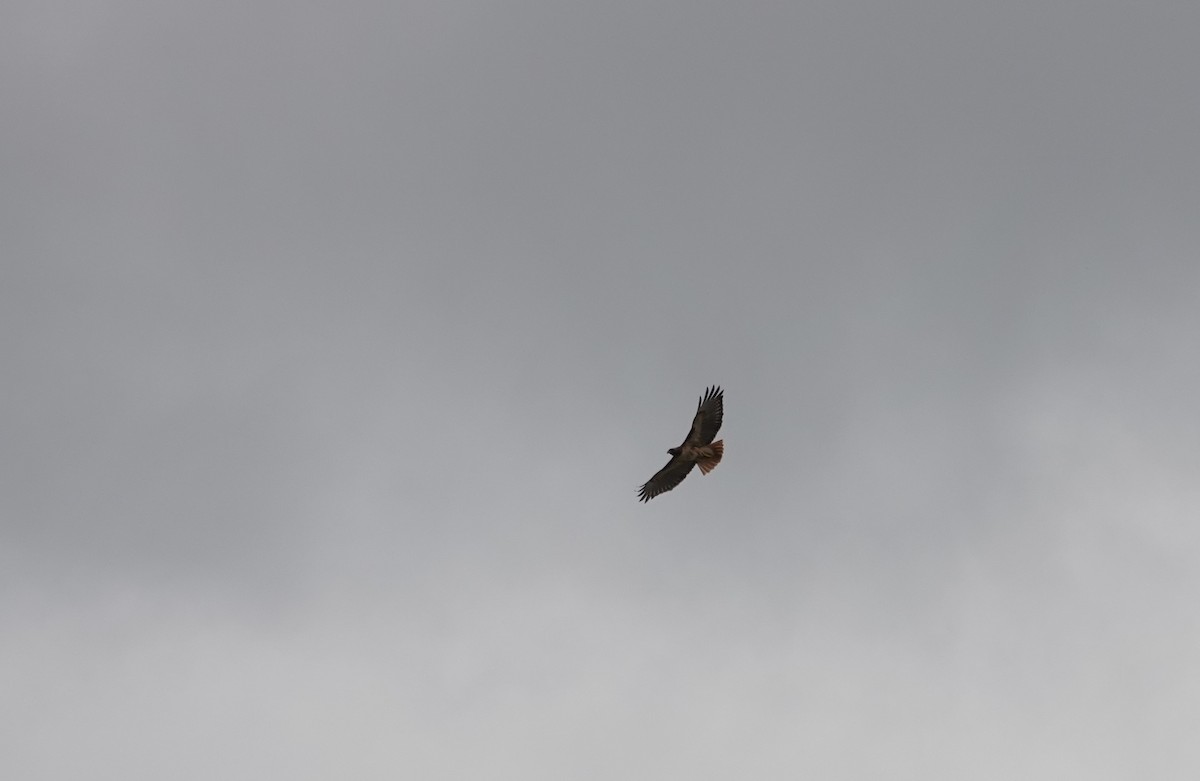 Red-tailed Hawk - ML151522241