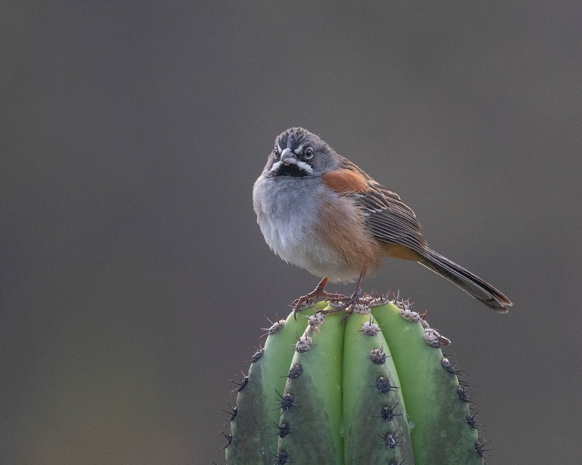 Bridled Sparrow - ML151522341