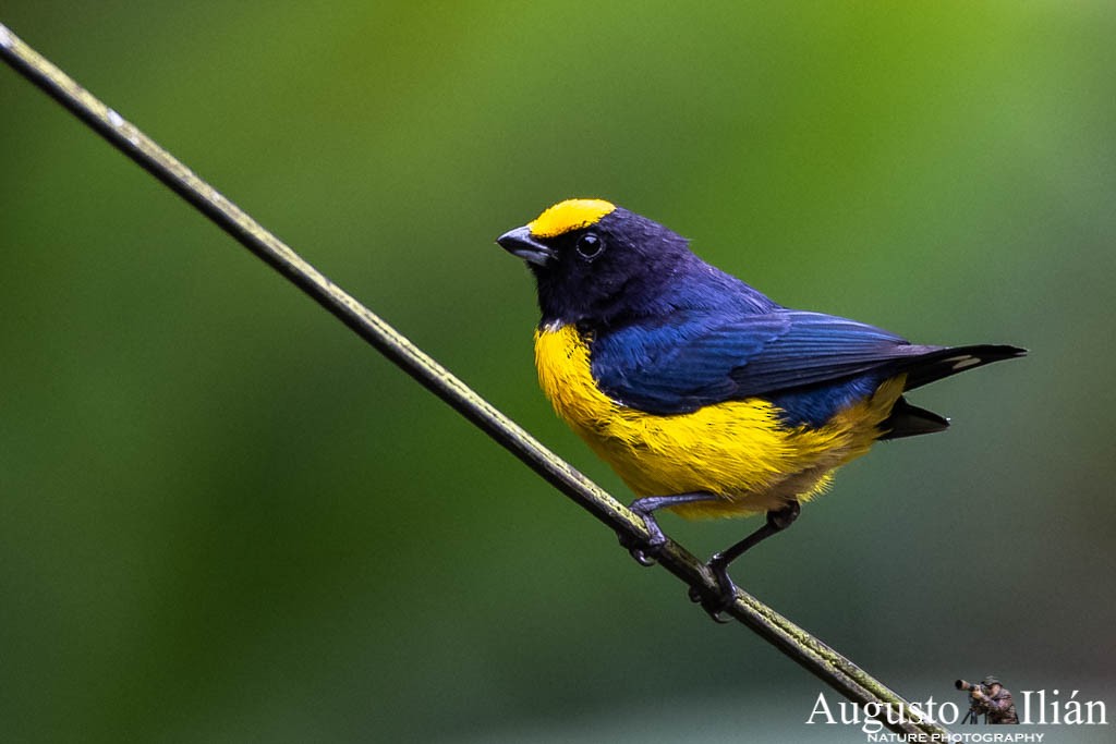 Orange-bellied Euphonia - ML151522911