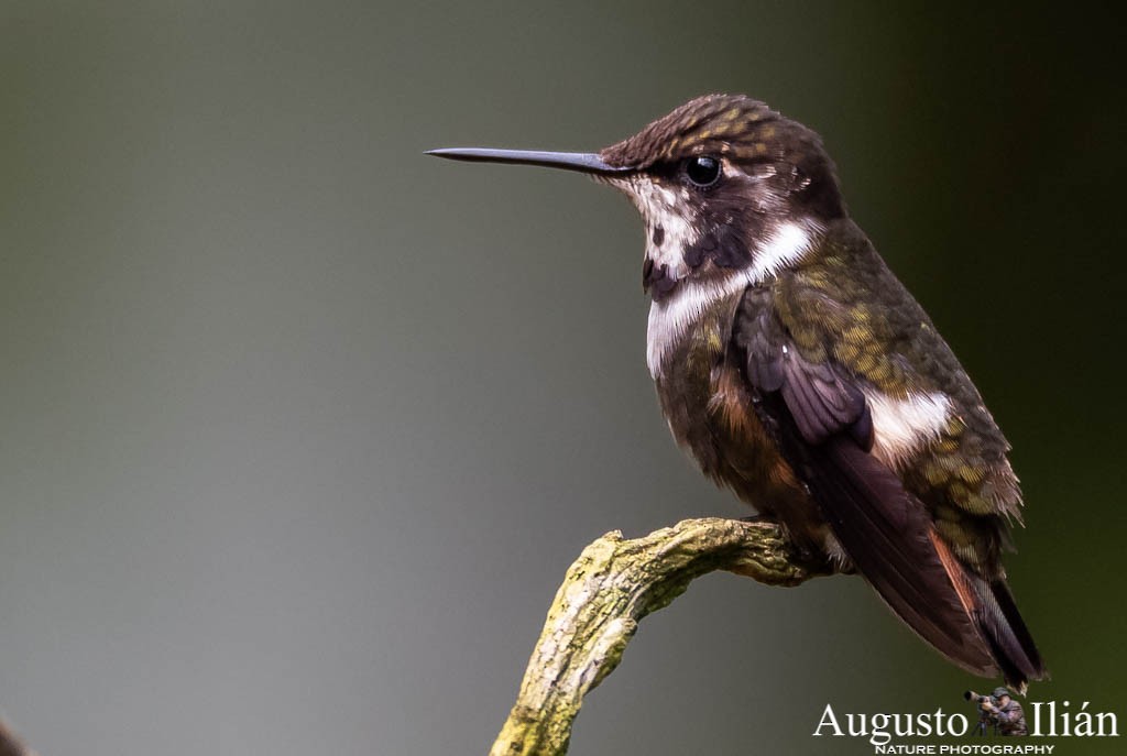 Purple-throated Woodstar - Augusto Ilian